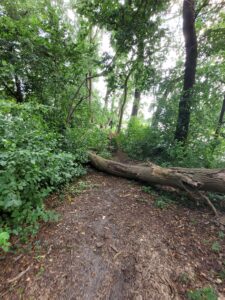 Wyspa Tumidaj na Jeziorze Wolsztyńskim